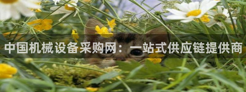 球盟会黑台